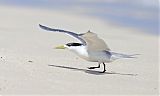 Great Crested Tern